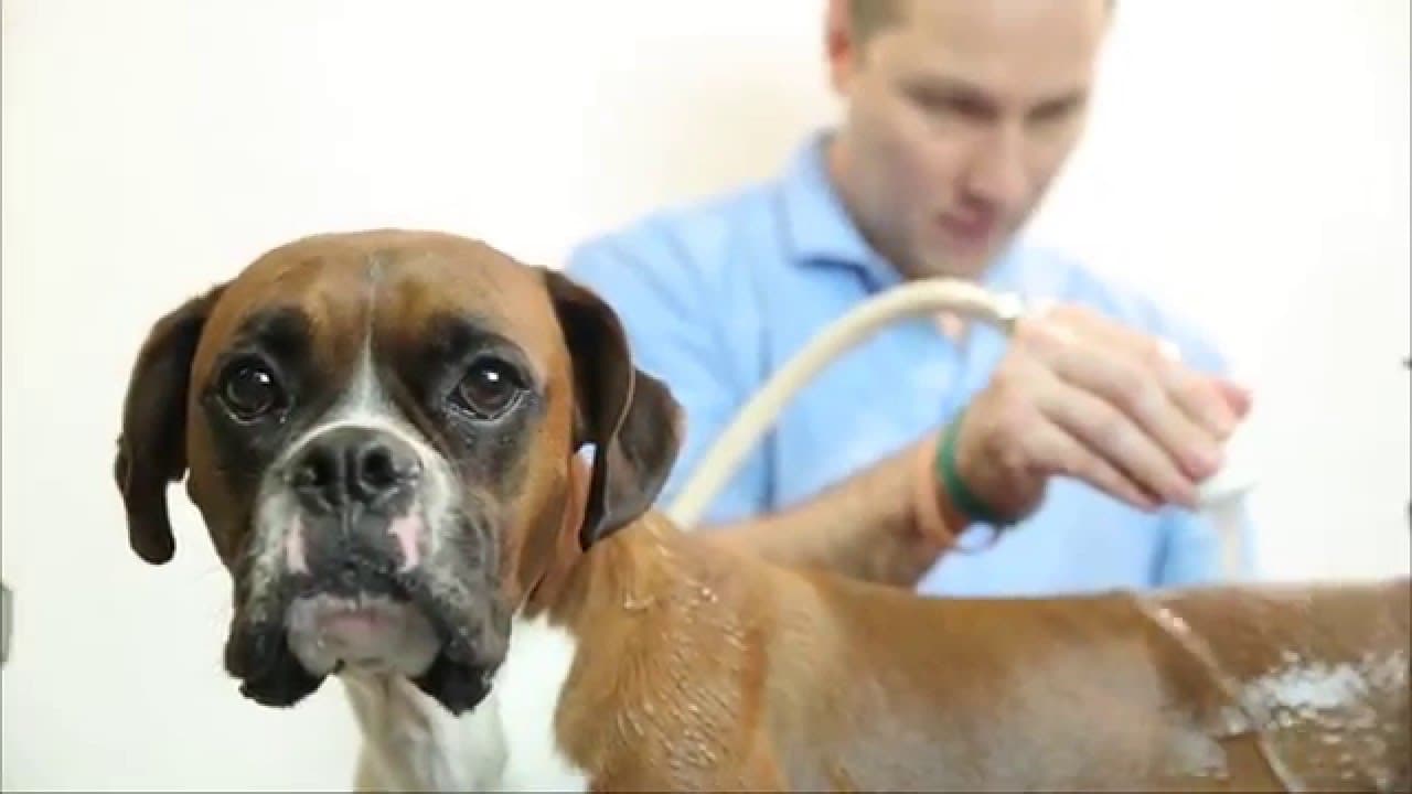 How a Thera-Clean Bath Cleans Your Pet's Skin