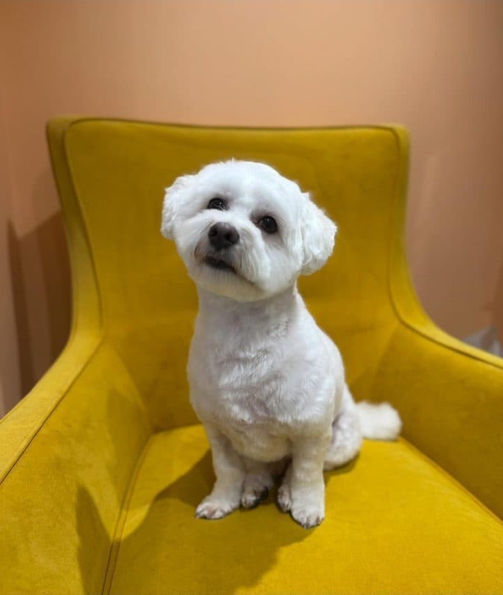 White bichon sitting on the yellow chair