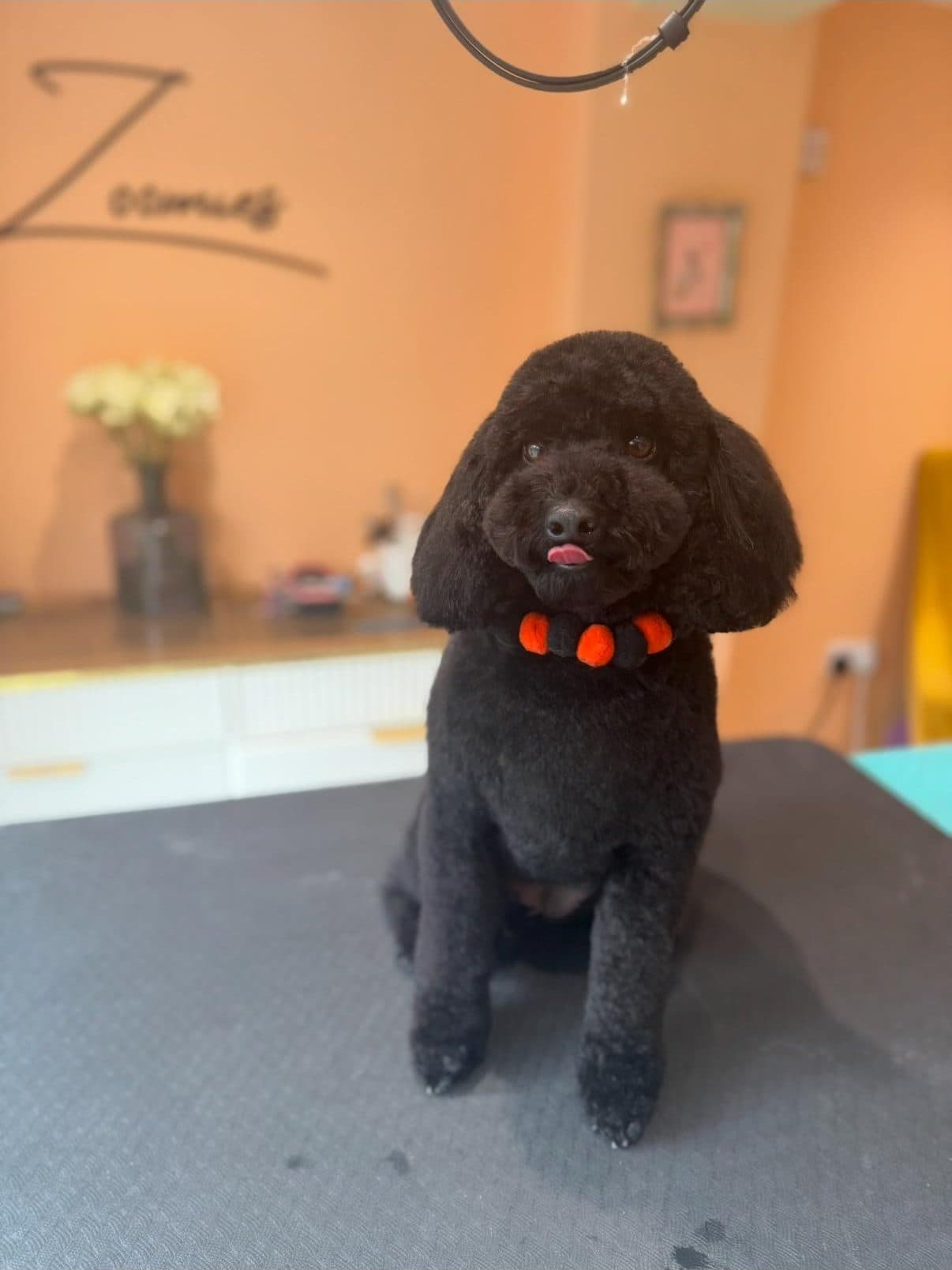 Black poodle with pumpkin collar on the grooming table