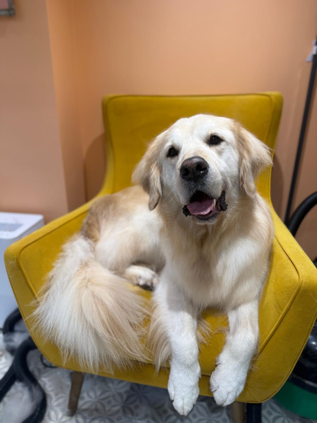 Happy golden retriever lounging on the yellow chair