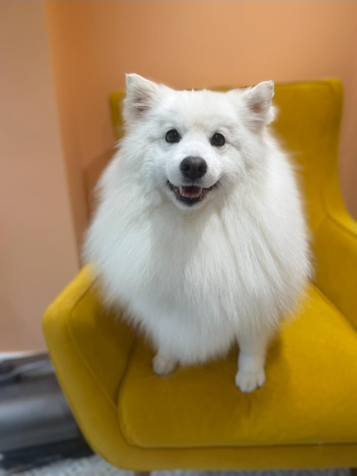 Japanese spitz sitting on the yellow chair
