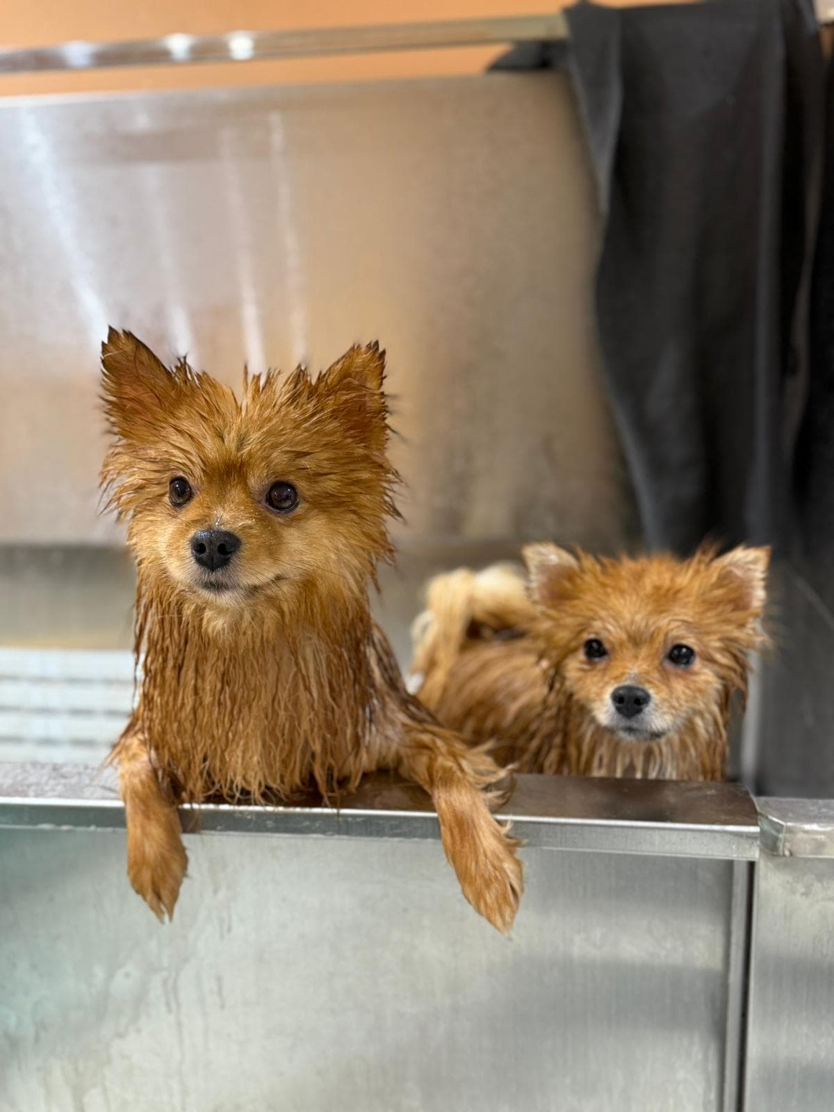 Two Pomeranians having a bath together