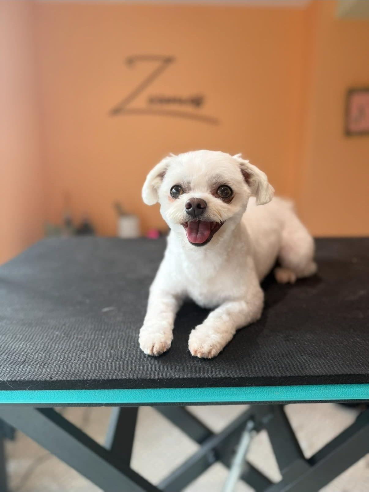 Small white dog smiling on the grooming table