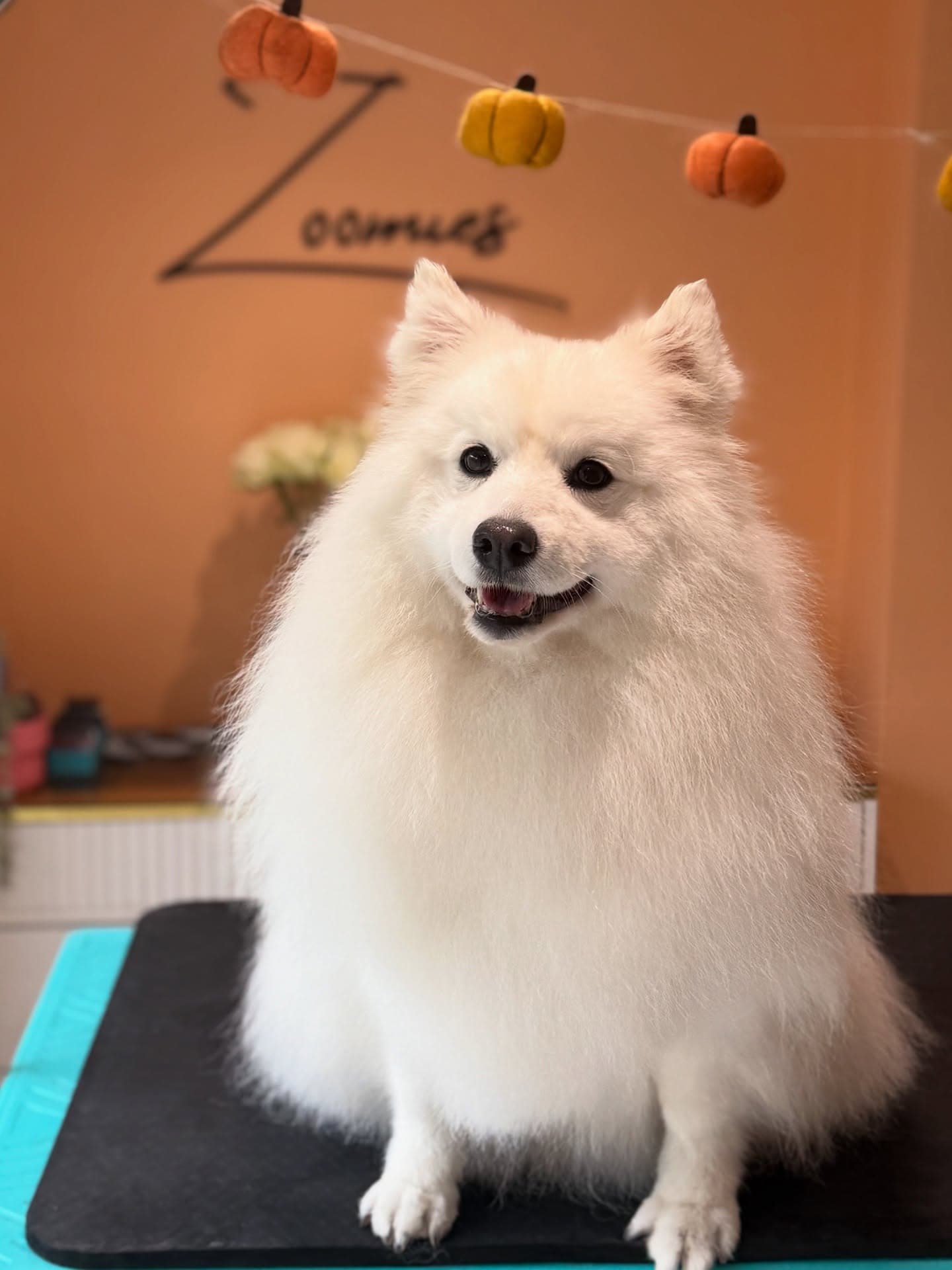 White spitz on grooming table with pumpkin decorations