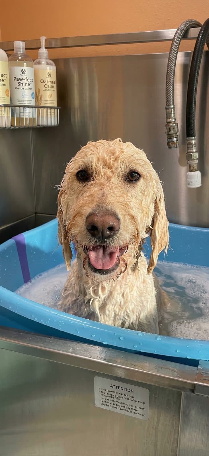 Happy goldendoodle sitting in a Thera-Clean microbubble bath at Zoomies Dog Grooming Edinburgh
