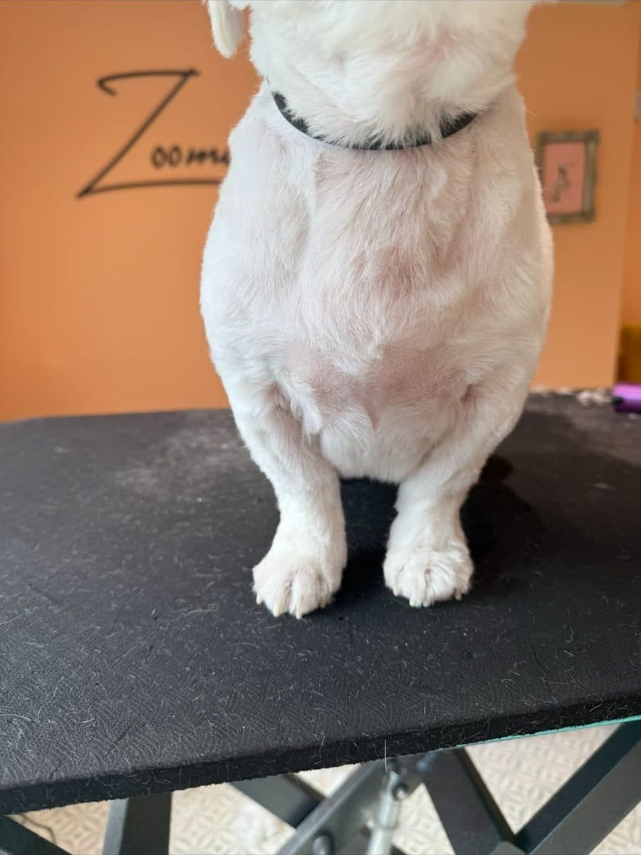Same white dog with calmer, healthier skin after Thera-Clean microbubble bath